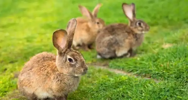 Everything you need to know about the rabbit haemorrhagic disease outbreak