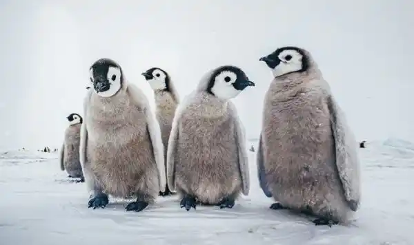 10 animals that can live without food and water for months