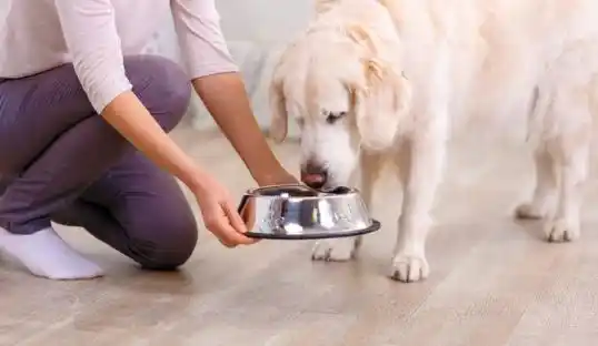 5 foods you should never feed your dog