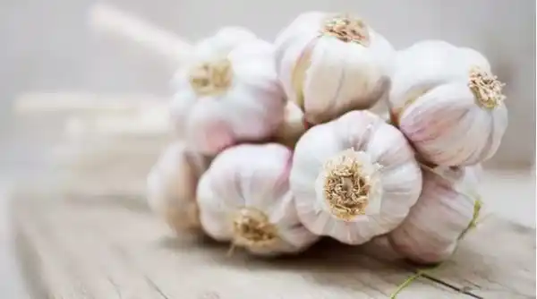 6 natural mosquito repellents you can prepare with kitchen ingredients