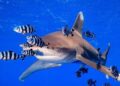 Top 7 deadliest sea animals