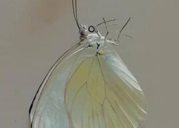 DOWNLOAD Ebril – Stranger in You mp3