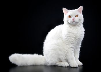 Selkirk Rex – Kitten Sale Price, Lifespan, Care & Characteristics